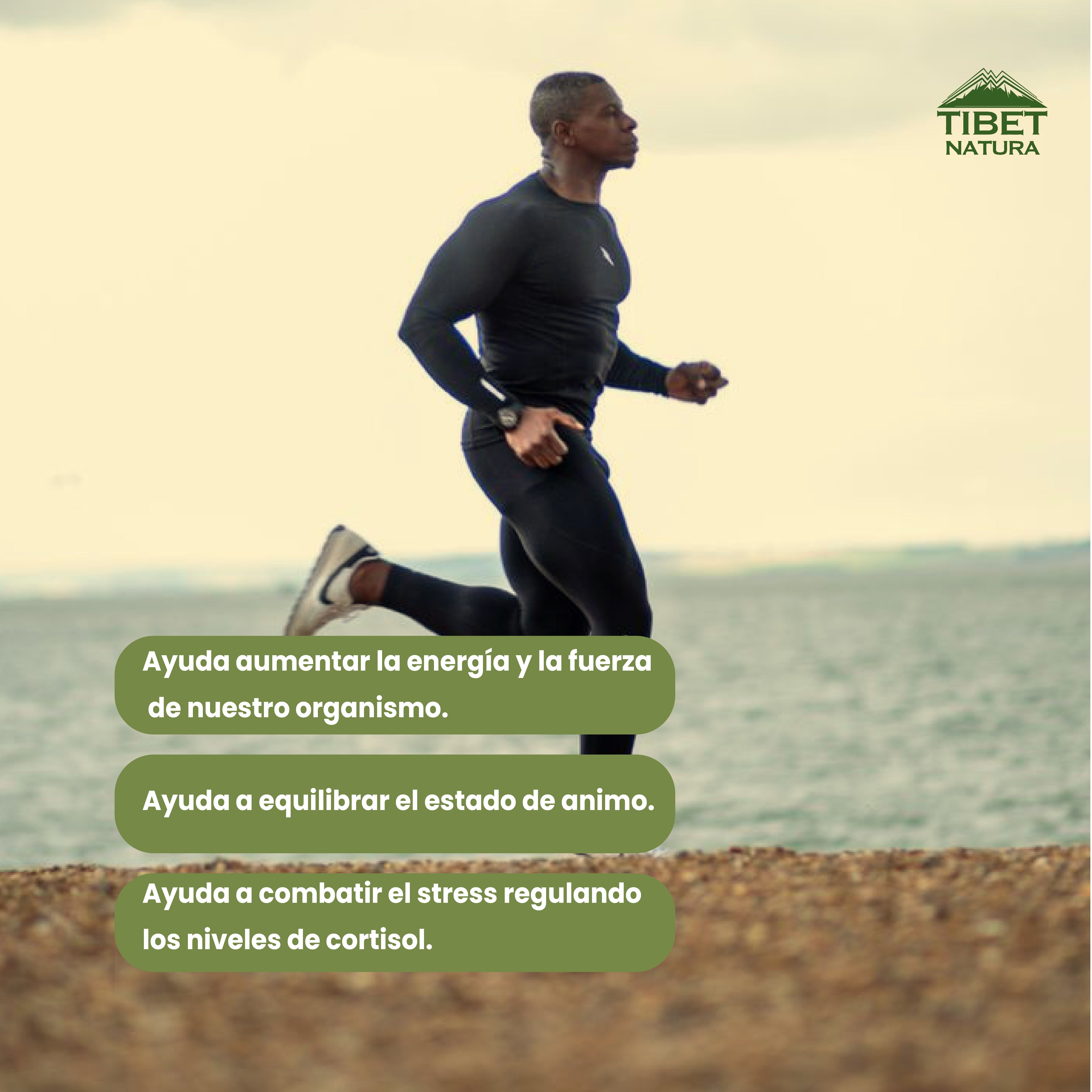 Rhodiola Rosea - 60 Cápsulas 500 mg c/u - Suplemento Alimenticio -Sin Azúcar - Hongos Adaptógenos - 100% Natural - Energía y Enfoque