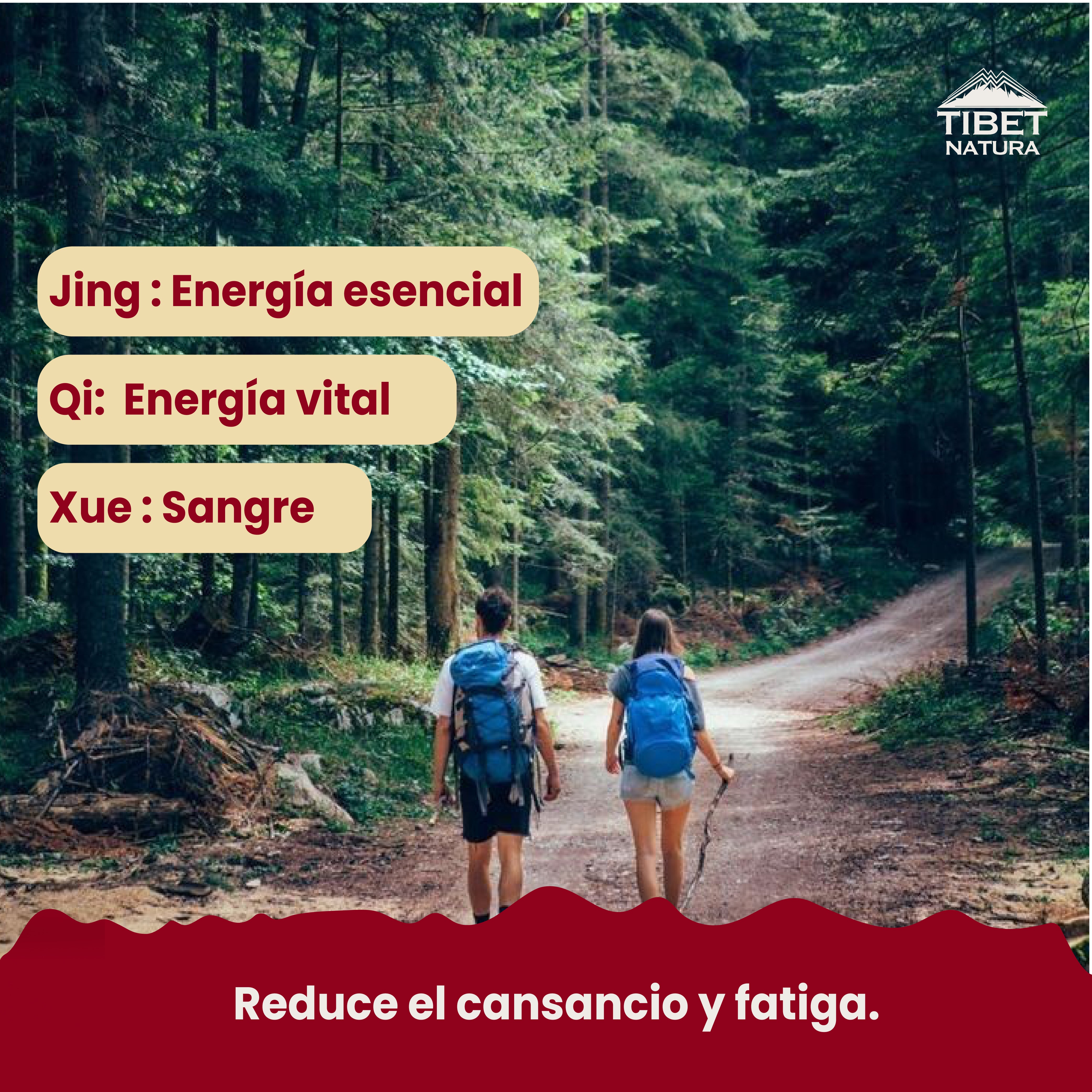 Schizandra - 60 cápsulas de 500 mg c/u - Suplemento Alimenticio - Schisandra Fruit - Sin Azúcar - Energía