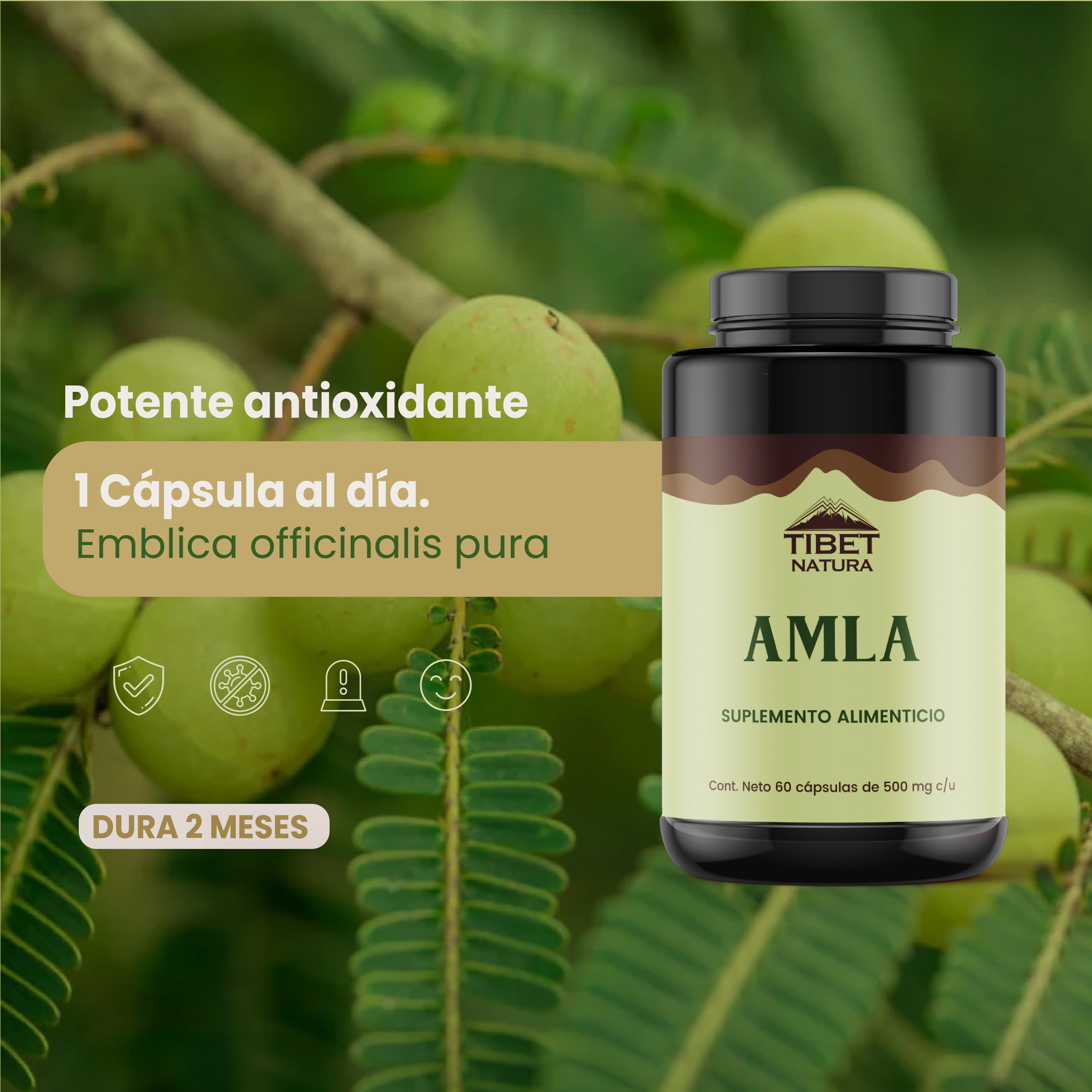 AMLA - 60 Cápsulas 500 mg c/u - Suplemento Alimenticio Natural - Sin Azúcar - Vitamina C - Hongos Adaptógenos