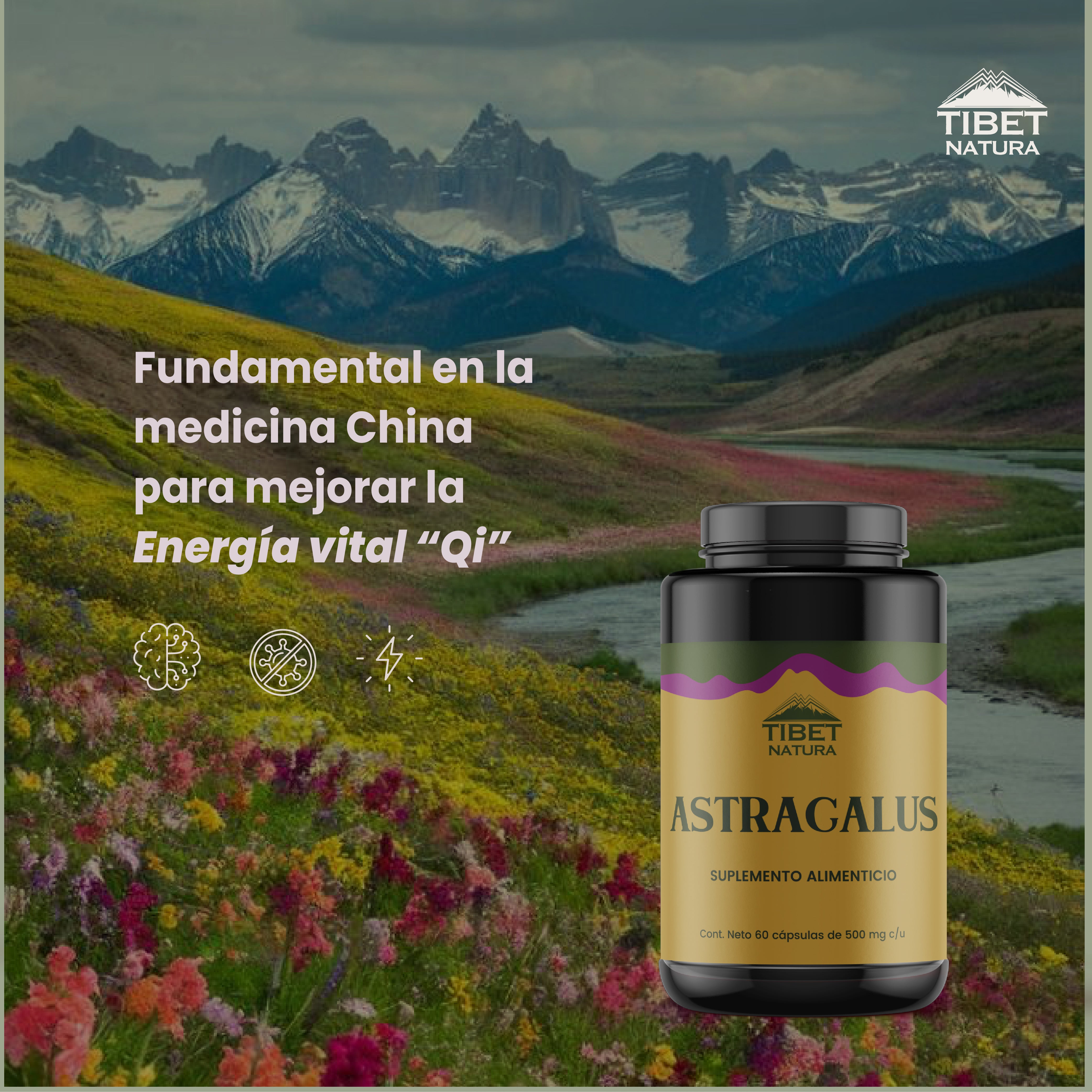 Astrágalo - Suplemento Alimenticio Sin Azúcar- 60 cáps de 500 mg c/u.
